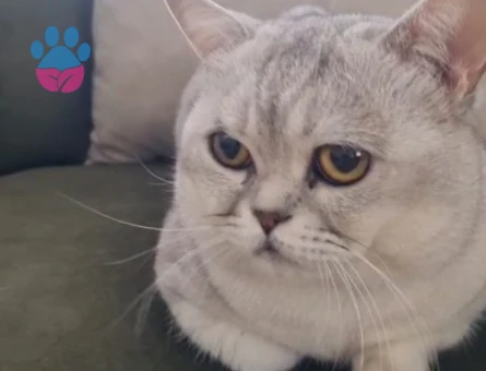 British Oğlumuza eş arıyoruz