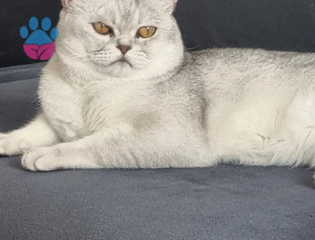 British Oğlumuza eş arıyoruz