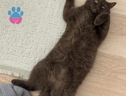 British Shorthair Kahve Eş Arıyor