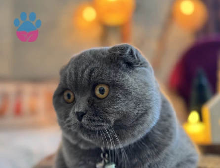 Scottish Fold Oğluma Eş Arıyorum 1 Yaşında