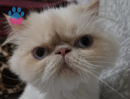 İran Kedisi 1 Yaşında Eş Arıyor