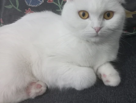 Scottish fold 1 Yaşında Eş Arıyor - 118973237