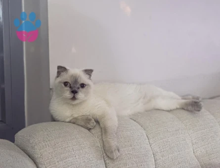 Scottish fold 2 Yaşında Kızım Eş Arıyor