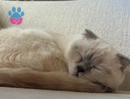 Scottish fold 2 Yaşında Kızım Eş Arıyor