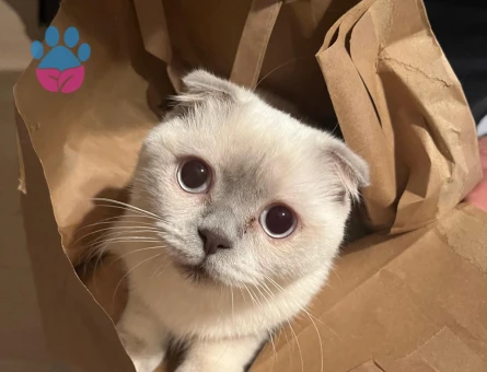 Scottish fold 2 Yaşında Kızım Eş Arıyor
