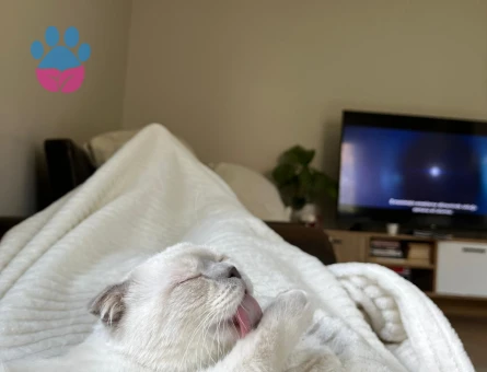 Scottish fold 2 Yaşında Kızım Eş Arıyor