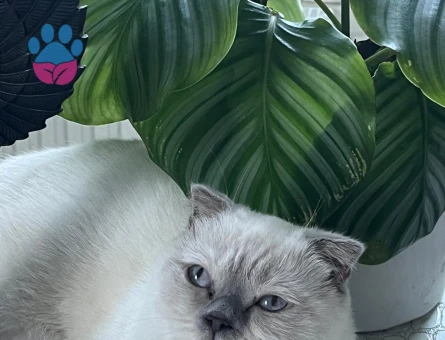 Scottish fold 2 Yaşında Kızım Eş Arıyor