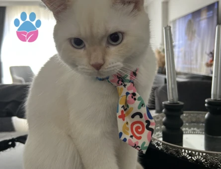 Scotish eş arıyorum