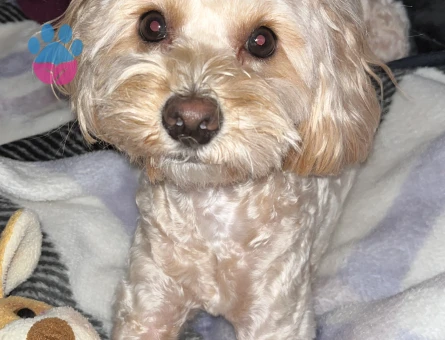Maltipoo Dişi 2 Yaşında Eş arıyor