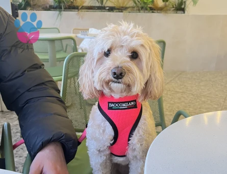 Maltipoo Dişi 2 Yaşında Eş arıyor