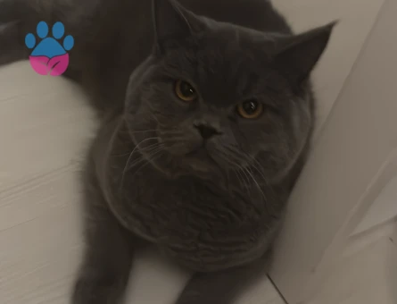 10 aylık gri british erkek kedime eş arıyorum