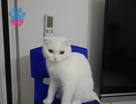 Sütlaç kızımıza eş arıyoruz ☺