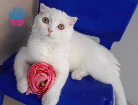 Sütlaç kızımıza eş arıyoruz ☺