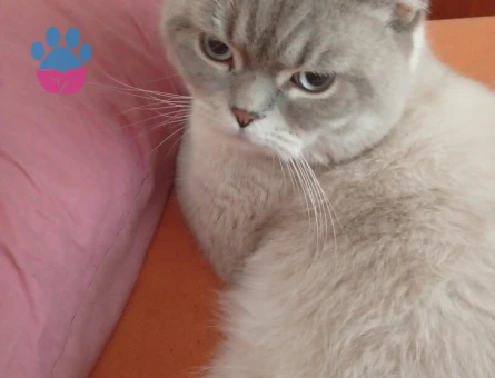 British Shorthair 1,5 Yaşında Eş Arıyor