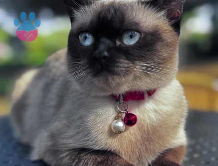 Siyam dişi eş arıyor