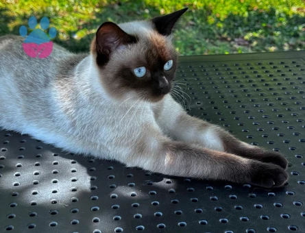 Siyam dişi eş arıyor