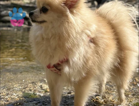 Pomeranian Boo 1,5 Yaşında Dişi