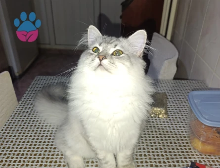 Biritis kedimize gelin adayı aramaktayız kimlikli cipli aşıları tam