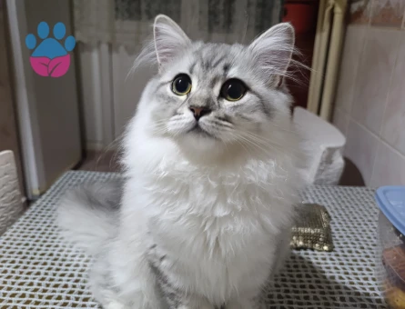 Biritis kedimize gelin adayı aramaktayız kimlikli cipli aşıları tam