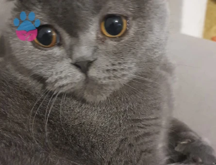 Scotish fold dişi kedim eş arıyor