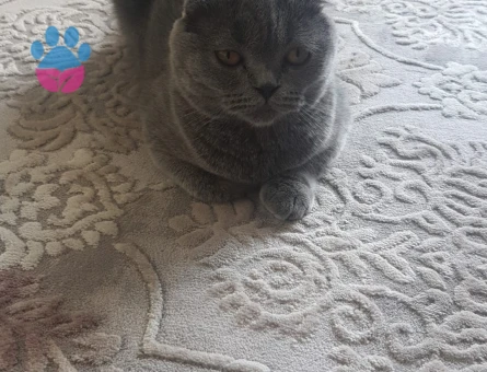 Scotish fold dişi kedim eş arıyor