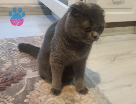 Scotish fold dişi kedim eş arıyor