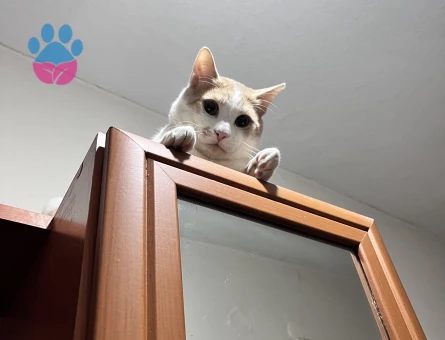 Sarman Beyaz Kedime Gelin arıyorumm