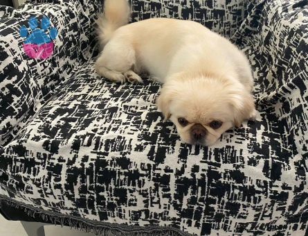 Pekinez Köpeğim Şila Eş Arıyor