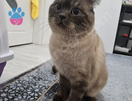 Yakışıklı oğlum için eş arıyorum