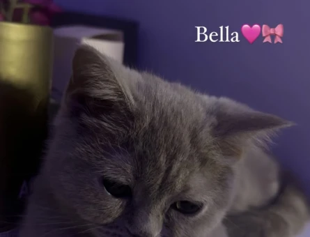 British Shorthair - 118974058