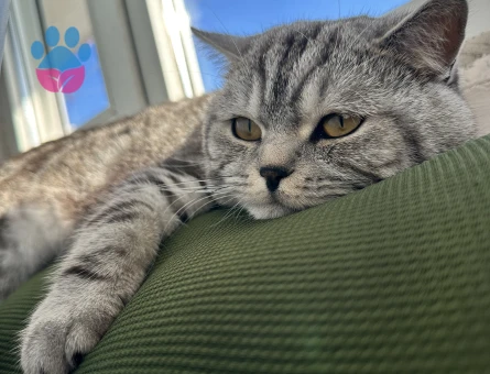 BRİTİSH SHORTHAİR