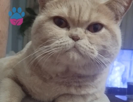 Latte Kızımıza Eş Arıyoruz