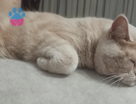 Latte Kızımıza Eş Arıyoruz