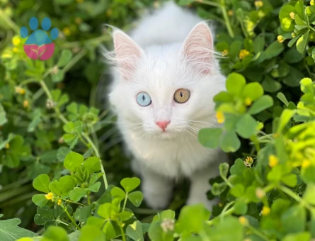 Van kedime eş arıyorum