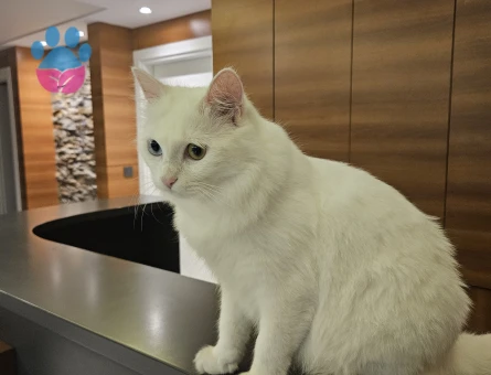 Van kedime eş arıyorum