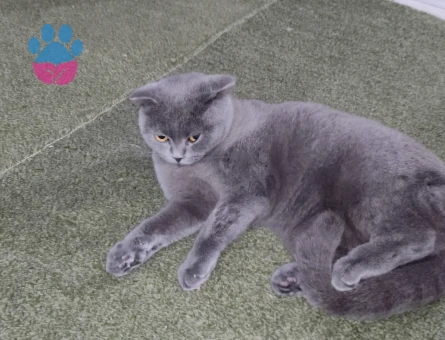 Kedim için eş arıyoruz