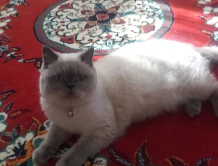 Mişa - 118974065