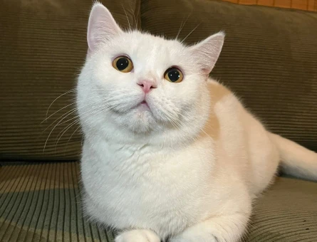 Lili kızımız british shorthair - 118974066