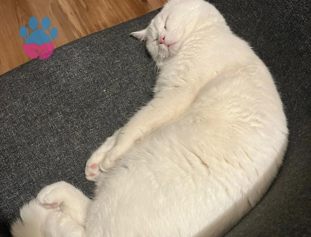 Lili kızımız british shorthair