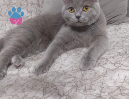 British shorthair