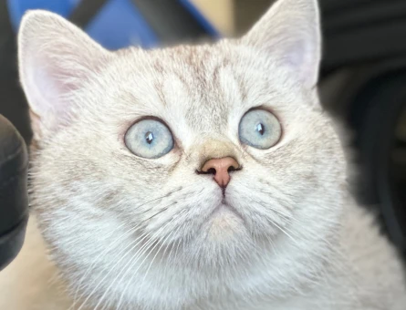 British cins 11 aylık oğlumuza eş arıyoruz. - 118974069