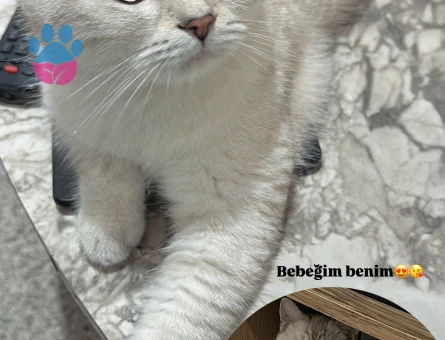 British cins 11 aylık oğlumuza eş arıyoruz.