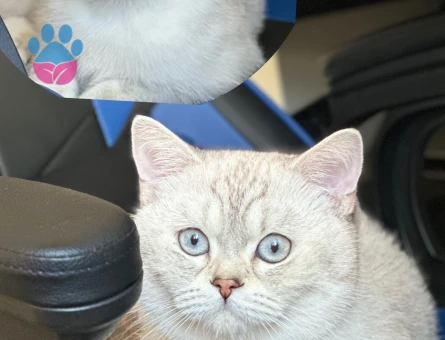 British cins 11 aylık oğlumuza eş arıyoruz.