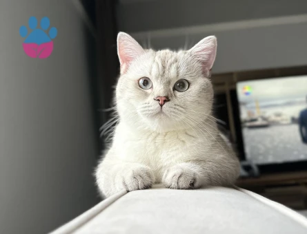 British cins 11 aylık oğlumuza eş arıyoruz.