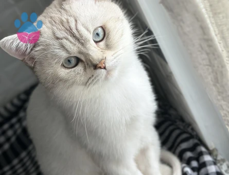 British cins 11 aylık oğlumuza eş arıyoruz.