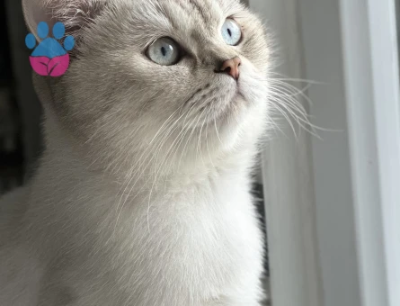 British cins 11 aylık oğlumuza eş arıyoruz.