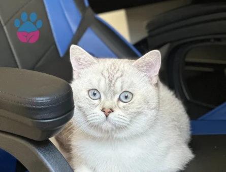 British cins 11 aylık oğlumuza eş arıyoruz.