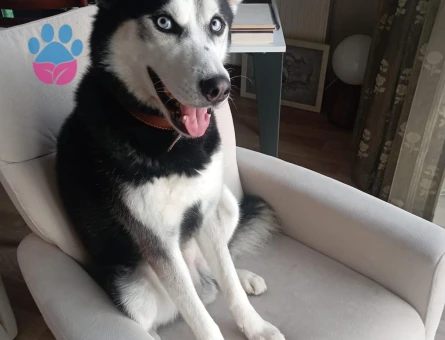 Husky Oğlan'a Eş Arıyoruz