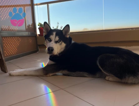 Husky Oğlan'a Eş Arıyoruz