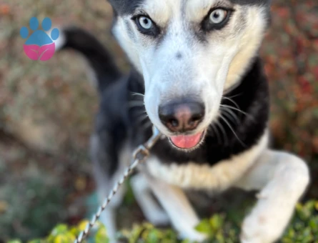 Husky Oğlan'a Eş Arıyoruz